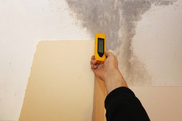 Best Attic Mold Removal  in Decorah, IA