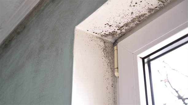 Best Mold Damage Restoration  in Decorah, IA