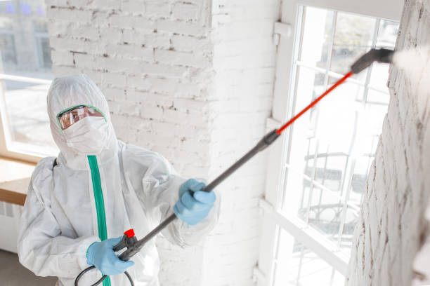 Best Black Mold Removal  in Decorah, IA