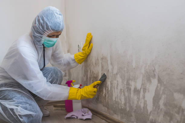 Best Mold Remediation for Vacation Homes  in Decorah, IA