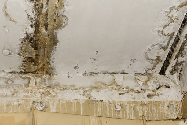 Best Commercial Mold Inspection  in Decorah, IA