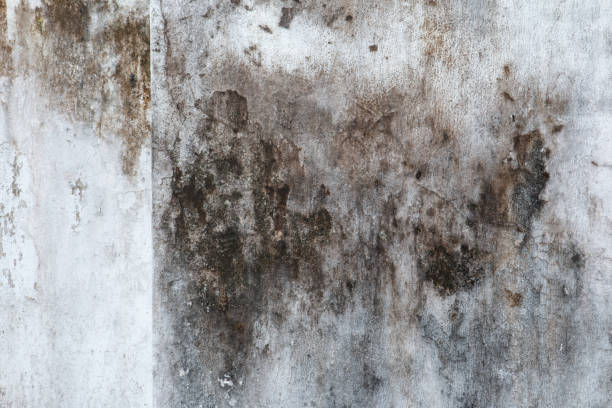 Best Residential Mold Inspection & Testing  in Decorah, IA
