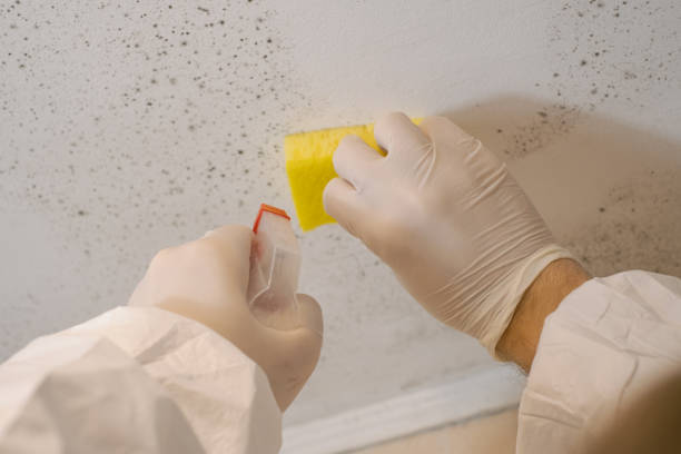 Best Forensic Mold Investigation  in Decorah, IA