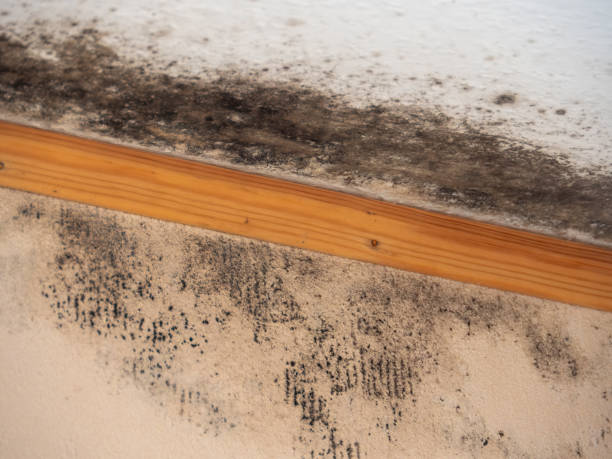 Best Indoor Air Quality Assessment  in Decorah, IA