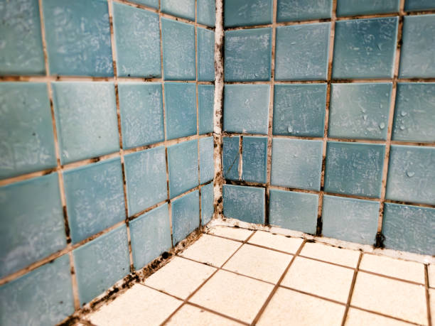 Best Basement Mold Removal  in Decorah, IA