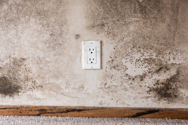 Best HVAC Mold Inspection and Cleaning  in Decorah, IA