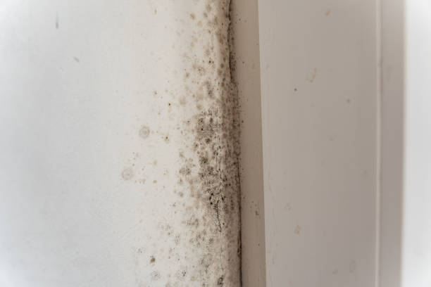 Best Comprehensive Air Testing for Mold Contaminants  in Decorah, IA