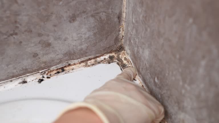 Best Mold-Related Health Consultation  in Decorah, IA