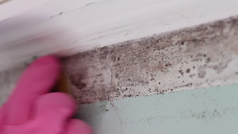 Best Mold Prevention Services  in Decorah, IA